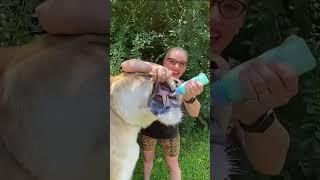 This Giant Cat Never Stops Growing  | World’s Biggest Liger!