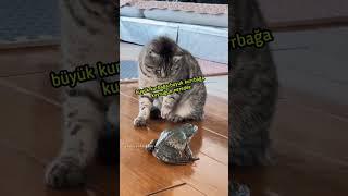 Kedi VS Kurbağa