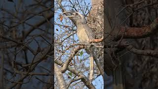 Bird | Original Sound | Grey Hornbill