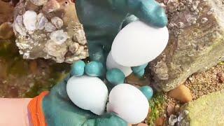 Today, I went to the beach as the tide receded. When I turned over the rocks, I found all the chubby