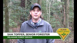 "A Career in Forestry"