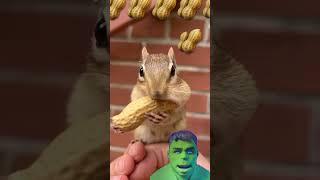 #cute #chipmunk #funny #planetchipmunk #squirrel #animals #animal #meme #bunny #rabbit