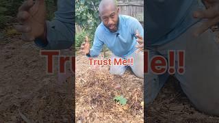 How to Grow Watermelon? #watermelon #GrowingWatermelon #gardening