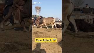Cow Attack | Mera Shauk Official