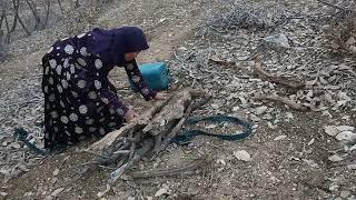 A trip to the mountains to walk and collect dry firewood