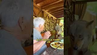 The Redeemed Wolf #animals #Friendship #Us#Wolf