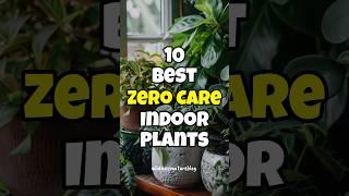 Best houseplants to grow without care / Zero care indoor plants #short #plantidentification