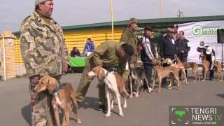 Tazy dog show in Kazakhstan