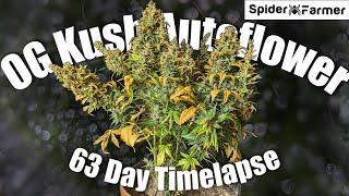 Timelapse - Seed to Harvest 200g Dry - OG Kush Autoflower Fastbuds - Spiderfarmer SF4000