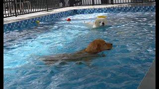 Golden Retriever Samoyed Pool Competition pet friendly restaurants