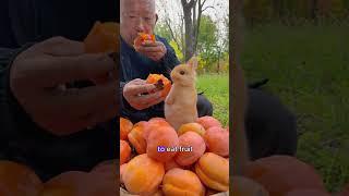 The uniquely colored bunny abandoned by its mother #bunny #shorts #animals #cute