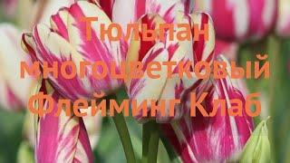 Тюльпан многоцветный Флейминг Клаб (tulipa)  обзор: как сажать, луковицы тюльпаны Флейминг Клаб