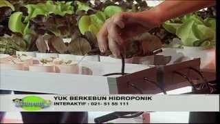 Mari Berkebun di Sekitar Rumah Pola Hidroponik