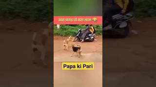 Wah bete moj kar di !! Papa ki pari !!