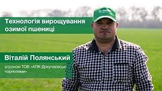 Ефективність застосування протруйника Кінто® Плюс від BASF / СуперАгроном