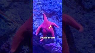 Which part of the starfish do you like the most?#animals #shorts #cute #pets #love #starfish