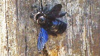 Drvodělka fialová - The violet carpenter bee (Xylocopa violacea)