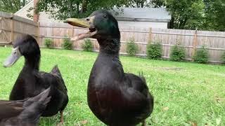 All the beautiful colors of Cayuga Ducks 