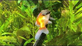 Tentacled snake (Erpeton tentaculatum) eats whole fish within seconds