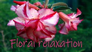 Flower Relaxation Collection of delightful flowers for relaxation