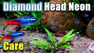 Diamond Head Neon Tetra - The New Tetra on The Block!