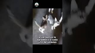 El reto de cuidar a 30 gatitos rescatados del gato de la azotea