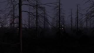 Spooky Halloween Forest 360 VR