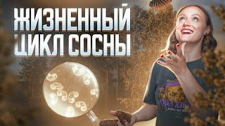 Жизненный цикл сосны | Задание 3 и 28 | ЕГЭ-2025 по биологии