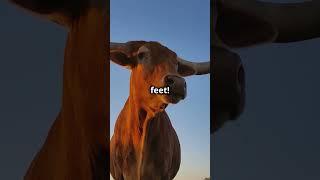 5 fun facts about Texas!! #funfacts #usa #interestingfacts #unitedstates #texas #shorts