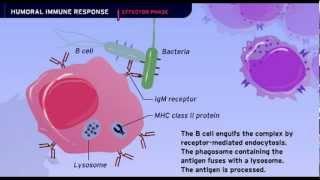 The Humoral Immune Response