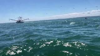 Hurricane Shrimper and Friends