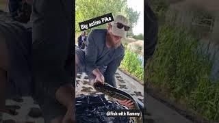 Big Pike 'BITES' my mates 'FINGER'!!!!