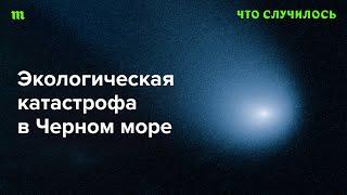 Почему Россия не справляется с последствиями разлива мазута в Керченском проливе?