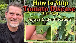 How to Prevent Tomato Plant Fungal Diseases (Leaf Examples & 4 Sprays)