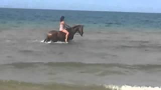 Swimming horse