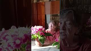 Как заставить цвести глоксинию второй раз
