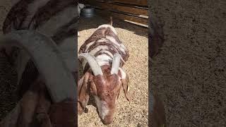 Dreamer says the No Lunches was NOT passed by Her!!!#goat #goatlife #babygoats #boergoats