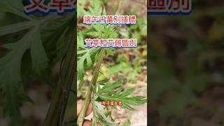 千萬別插錯了艾草和艾薅的區別插錯了沒藥效