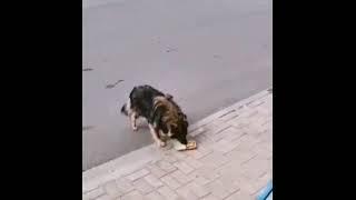 Giving mcnuggets to a hungry stray dog