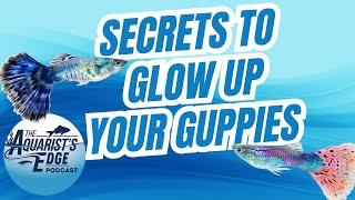 Glow Up Your Guppies -Secrets to Stunning Colours in Your Aquarium (Aquarist's Edge podcast - S2E01)