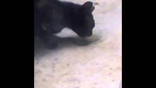 CAT VS SNAKE part 2