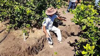 RIEGO SUTERRANEO, SUGERENCIAS DE MANEJO