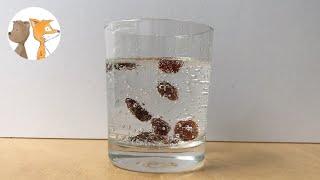 Dancing Raisins Science Experiments | #sciencewithkids #scienceathome