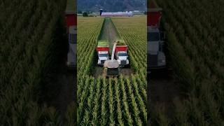 corn silage harvester machine silage Maastan official