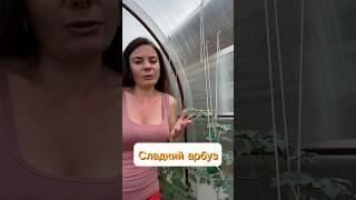 Как вырастить арбуз в самых суровых условиях