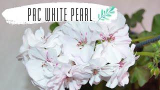 PAC White Pearl  плющелистная пеларгония с огромными белыми цветами