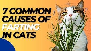  7 Common Causes Of Flatulence In Cats 