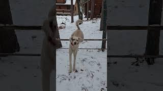 Artie is ready to jump!  #standardpoodle #jump #poodle #dog #winter