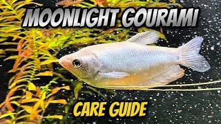 Moonlight Gourami - Fish Profile and Care Guide [Trichopodus microlepis]