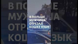 В Польше мужчина отрезал кошке язык, потому что она съела бекон. #польша